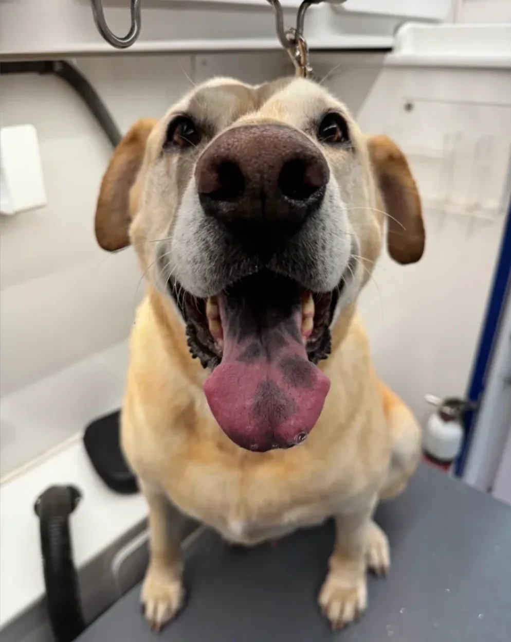 A happy freshly-groomed dog